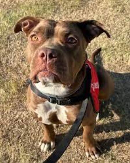 Pet First Aid Essentials: Emergency Care Every Pet Owner Should Know - Ultimate Guide To Animal Care image